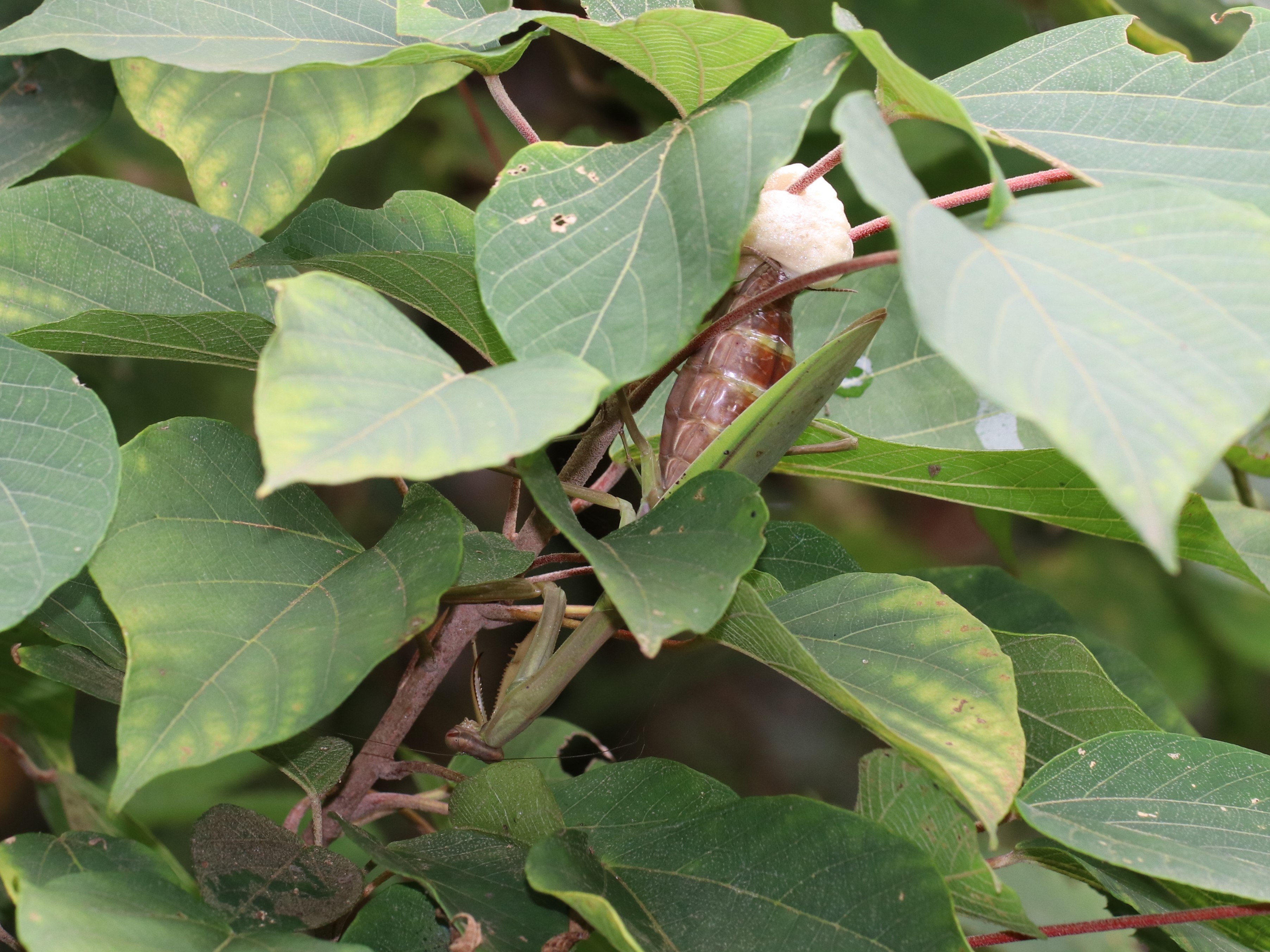 photo_4
